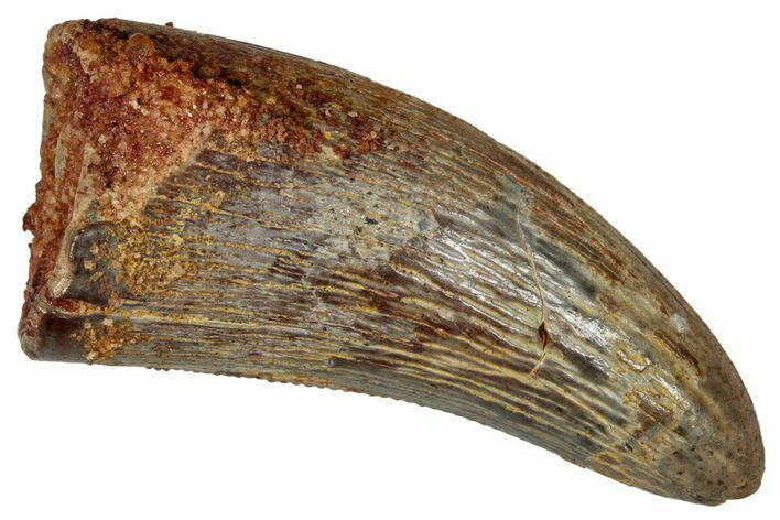 Serrated, Theropod (Deltadromeus?) Pre-Max Tooth - Morocco #341237